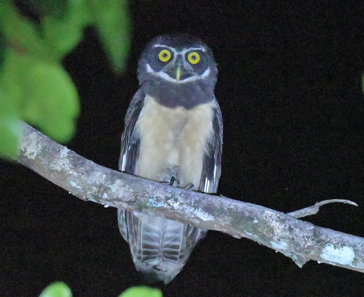 Spectacled Owl - ML616334484