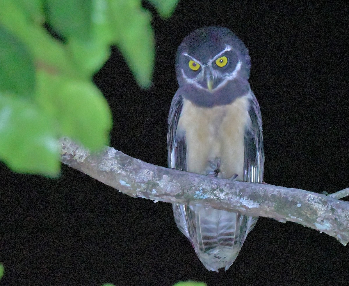 Spectacled Owl - ML616334496