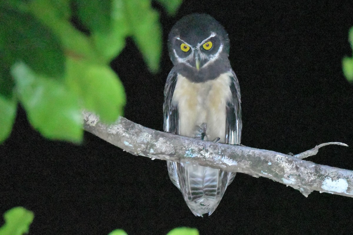 Spectacled Owl - ML616334507