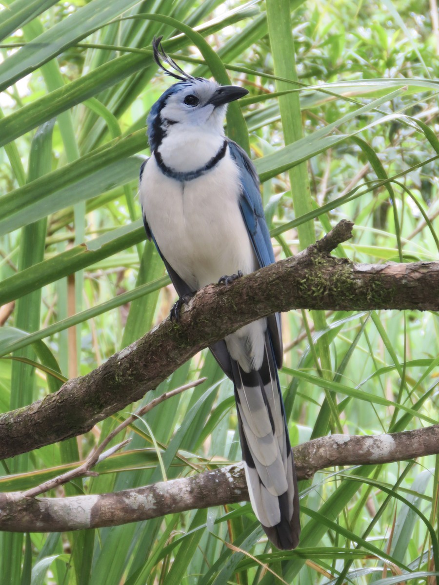White-throated Magpie-Jay - ML616334519