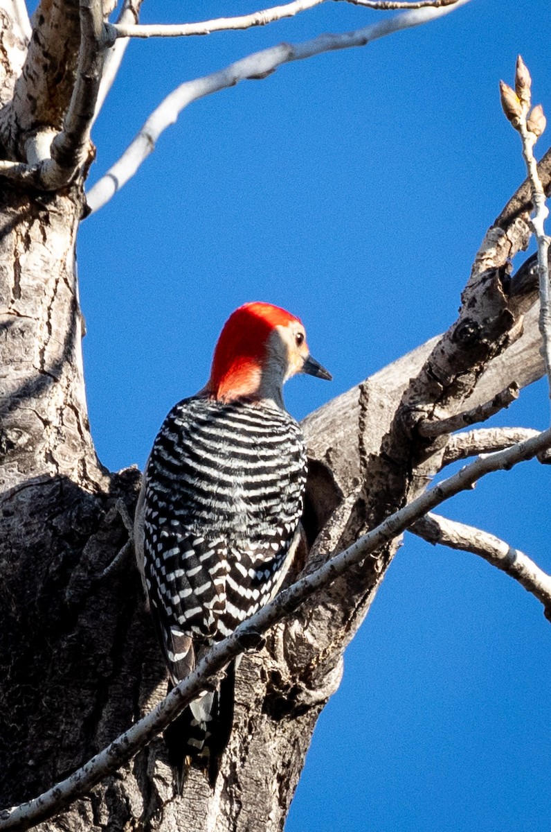 Red-bellied Woodpecker - ML616334710