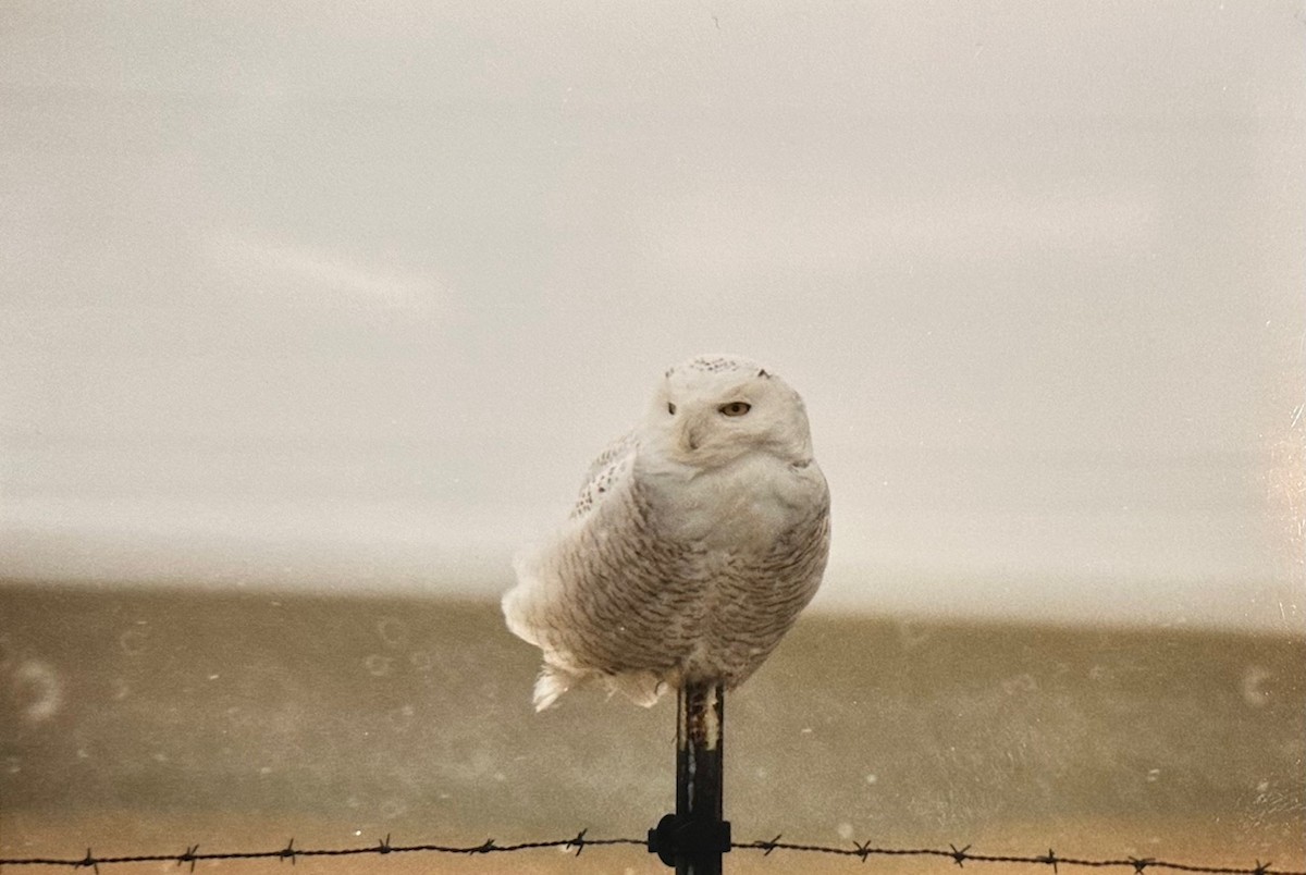 Snowy Owl - ML616334752