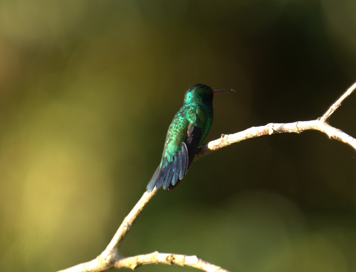 kolibřík modrobradý - ML616334765