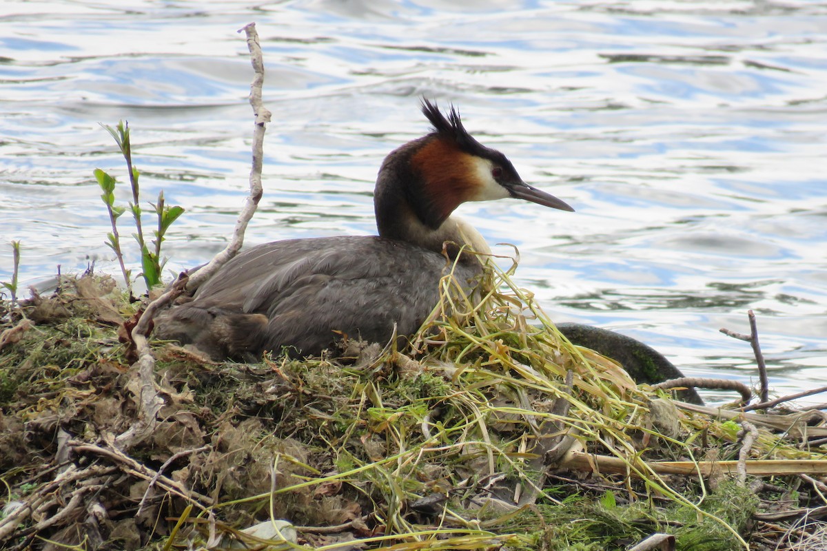 Great Crested Grebe - ML616334816
