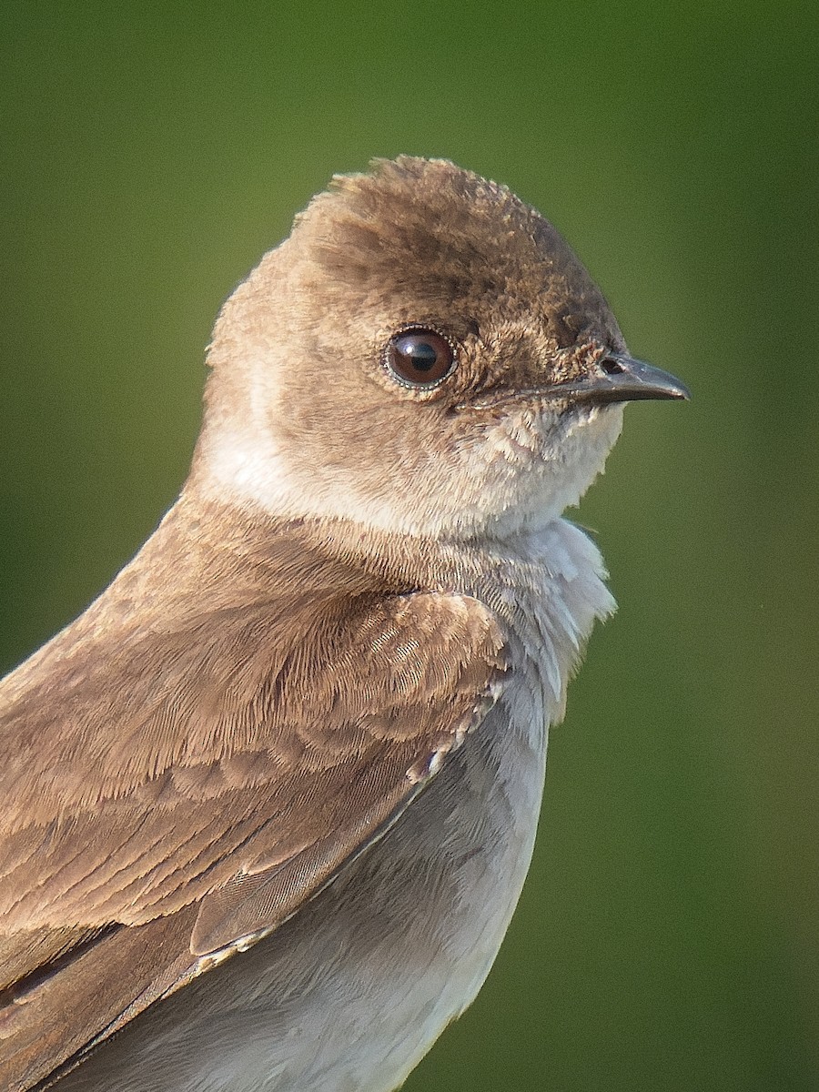 Northern Rough-winged Swallow - ML616334833
