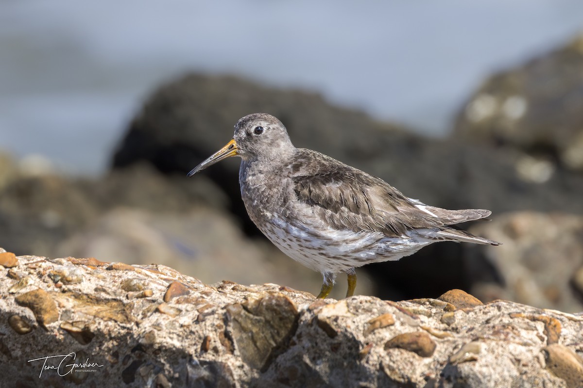 eBird Checklist - 22 Mar 2024 - Texas City Dike (UTC 074) - 13 species