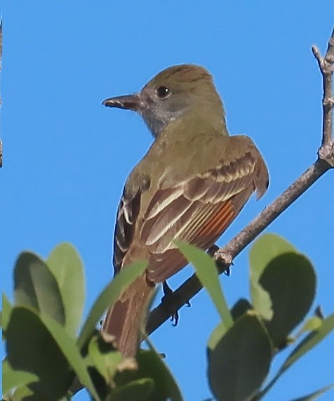 Great Crested Flycatcher - ML616334861