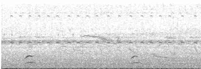 Band-tailed Guan - ML616334905