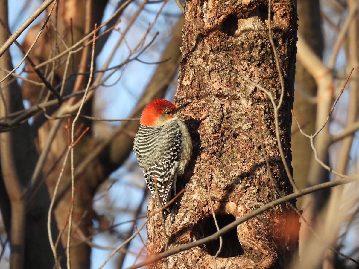 Red-bellied Woodpecker - france lamontagne