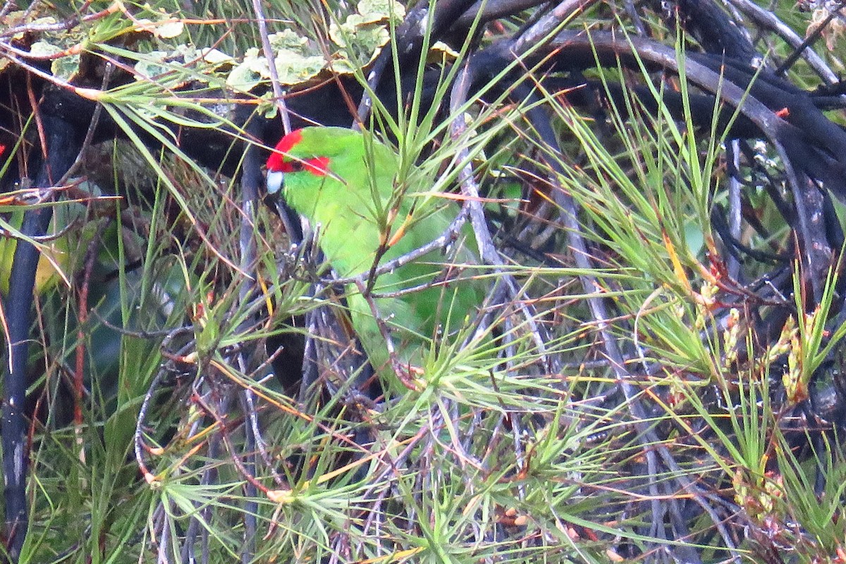 Red-crowned Parakeet - ML616335000