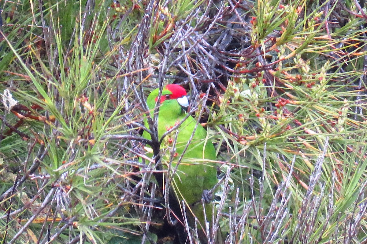 Red-crowned Parakeet - ML616335001