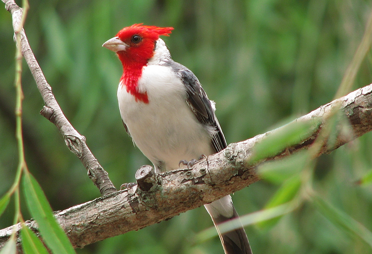 Red-crested Cardinal - Leon Gutierrez