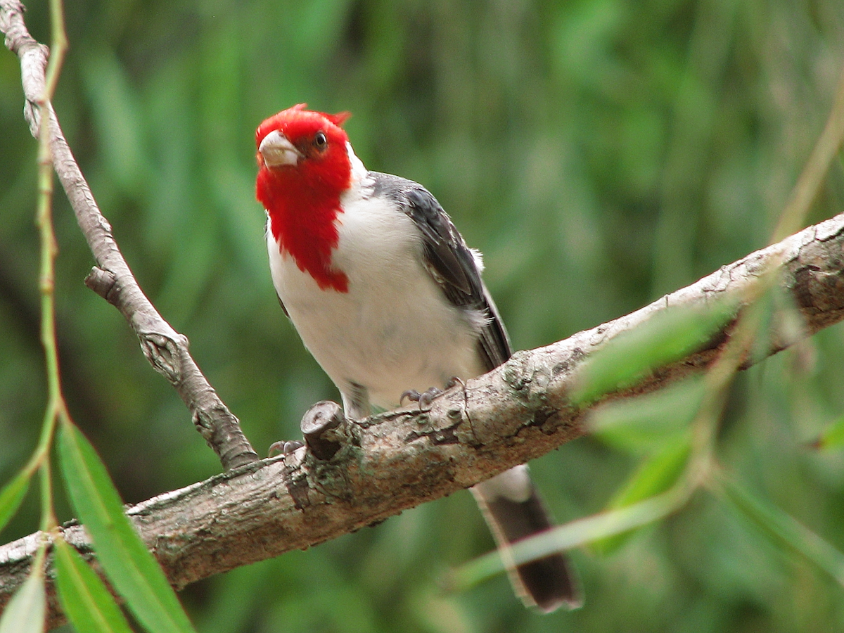 Red-crested Cardinal - Leon Gutierrez