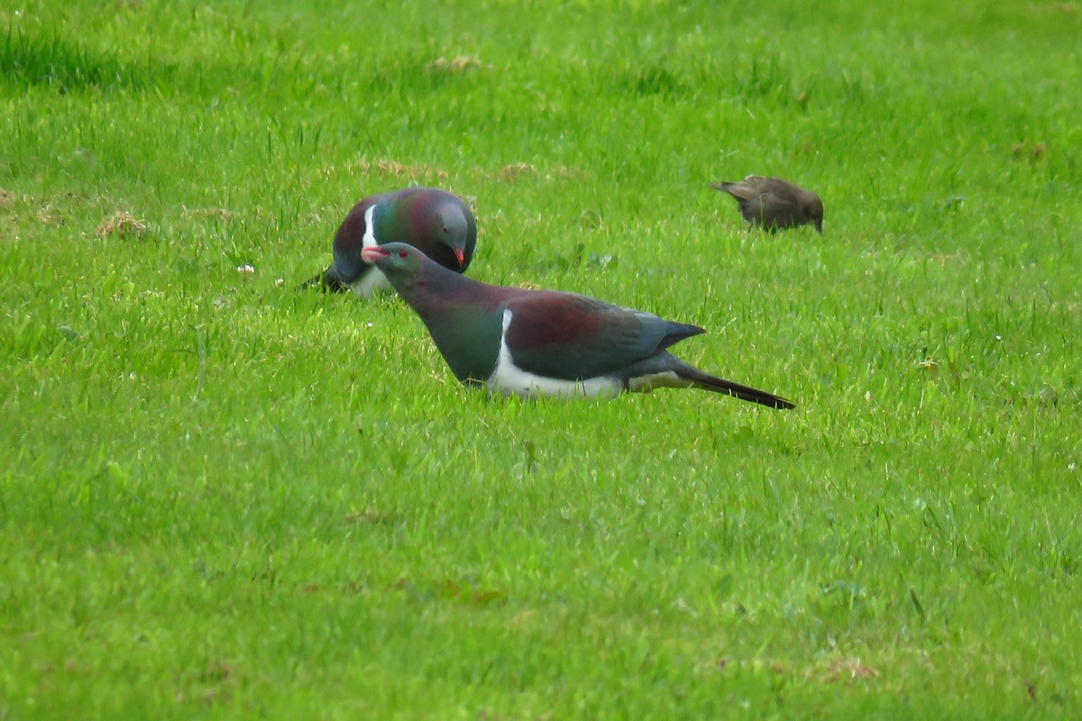 New Zealand Pigeon - ML616335177