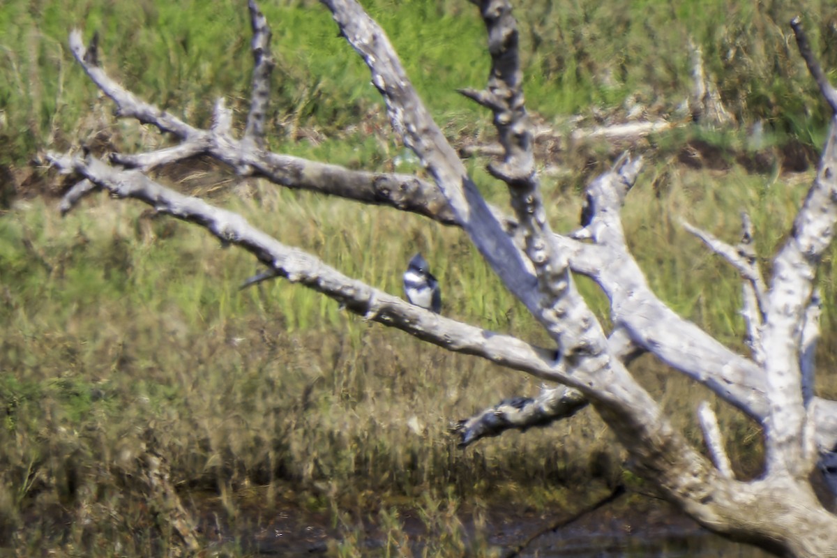 Belted Kingfisher - ML616335191
