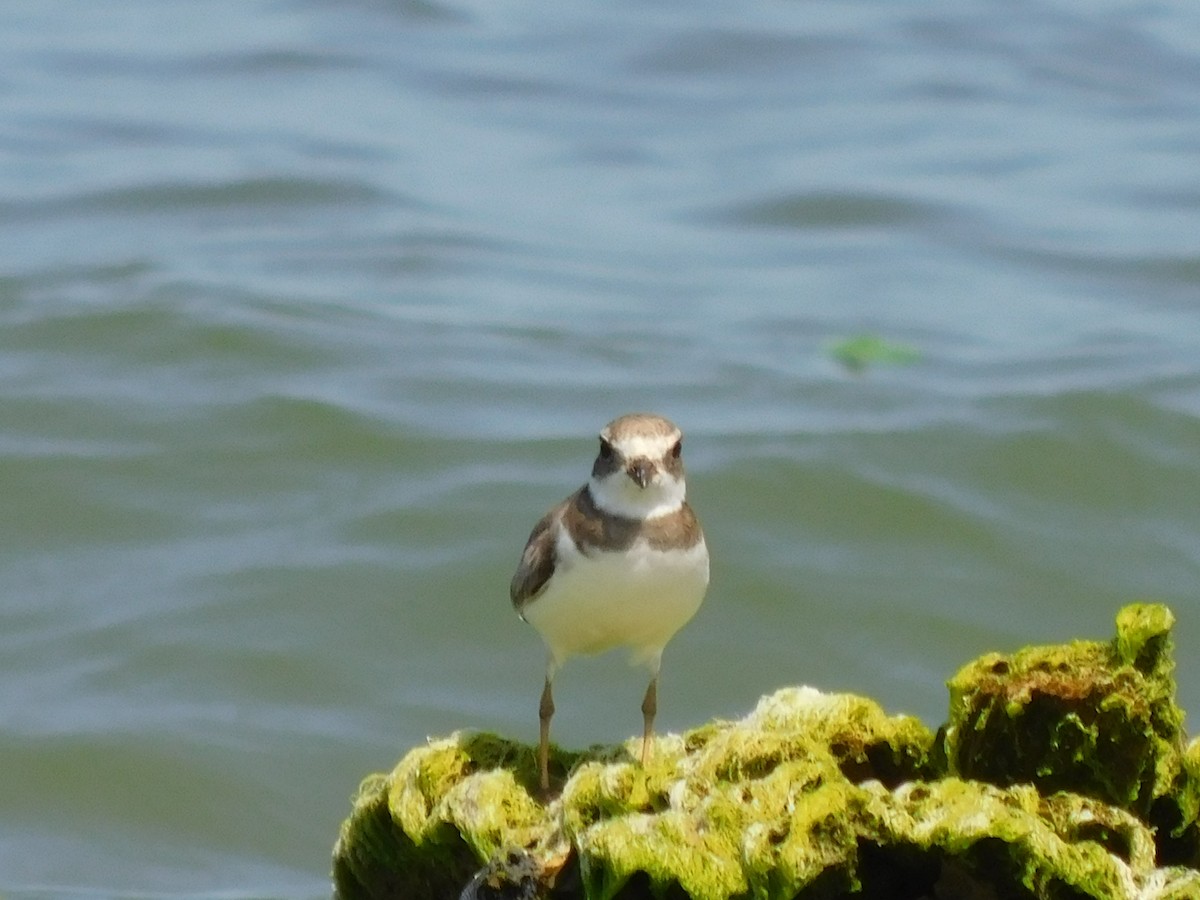 Semipalmated Plover - ML616335268