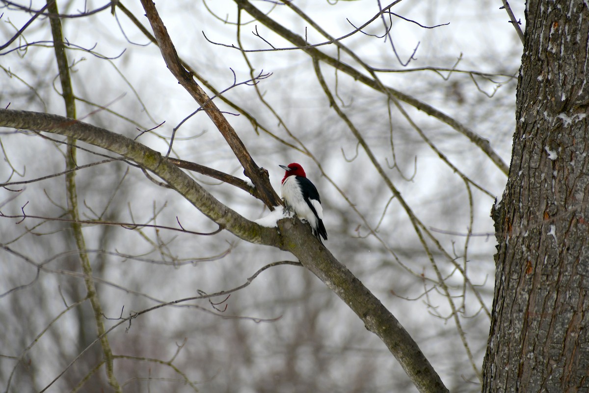 Red-headed Woodpecker - ML616335425