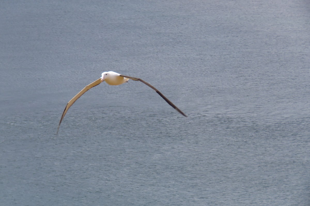 Northern Royal Albatross - ML616335436