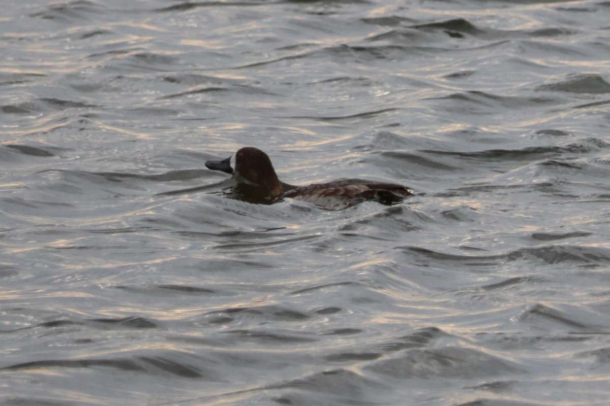 Greater Scaup - ML616335622