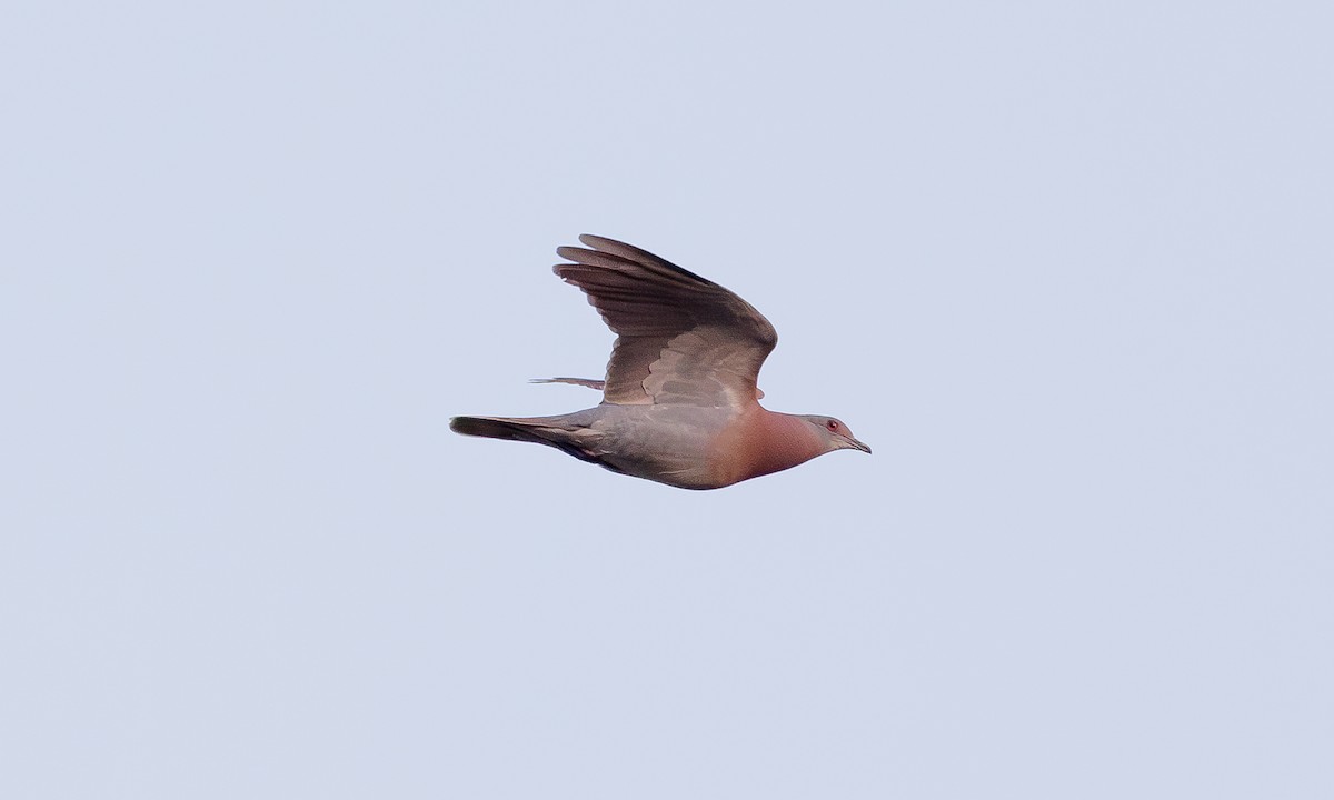 Pale-vented Pigeon - Steve Kelling