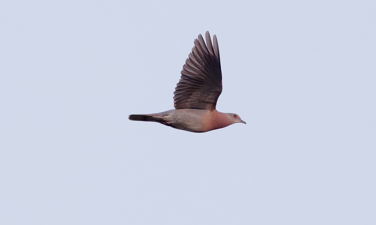 Рыжспинный голубь - ML616335781