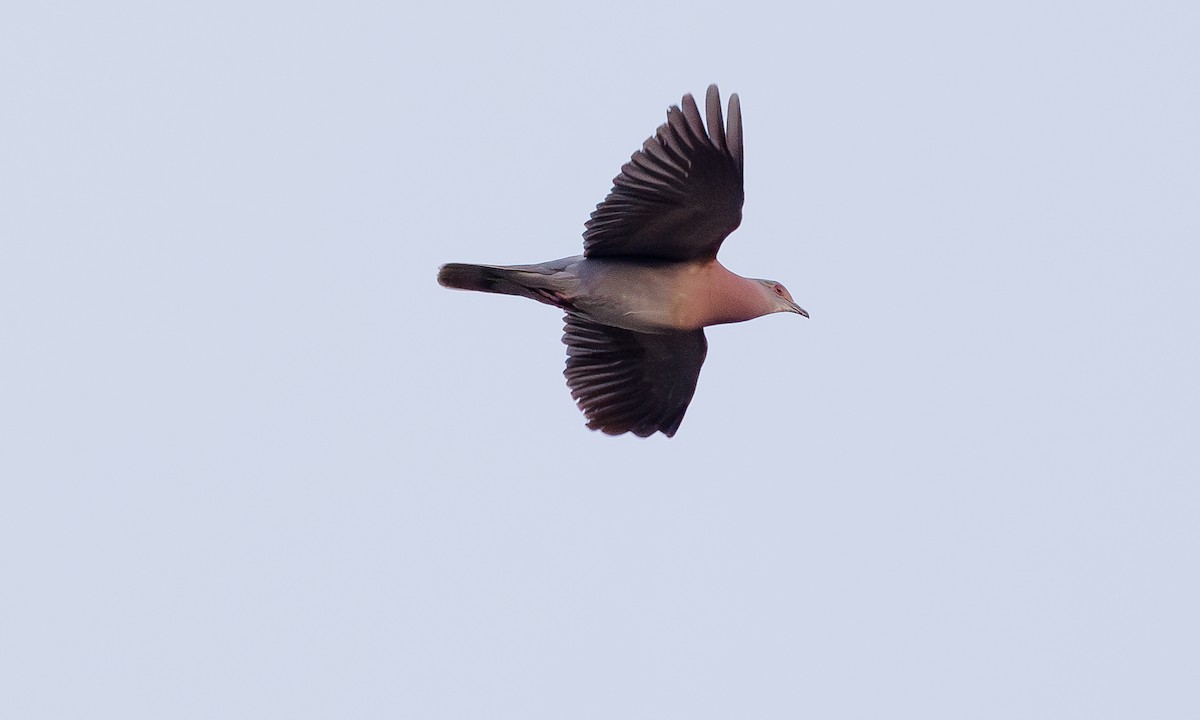 Pale-vented Pigeon - ML616335801