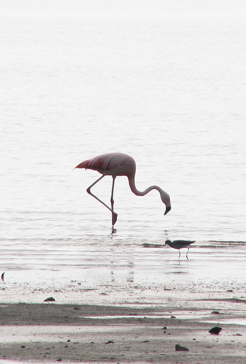 Chilean Flamingo - ML616336030
