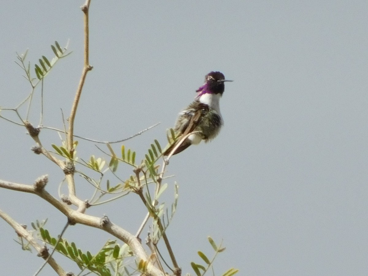 Costa's Hummingbird - ML616336161