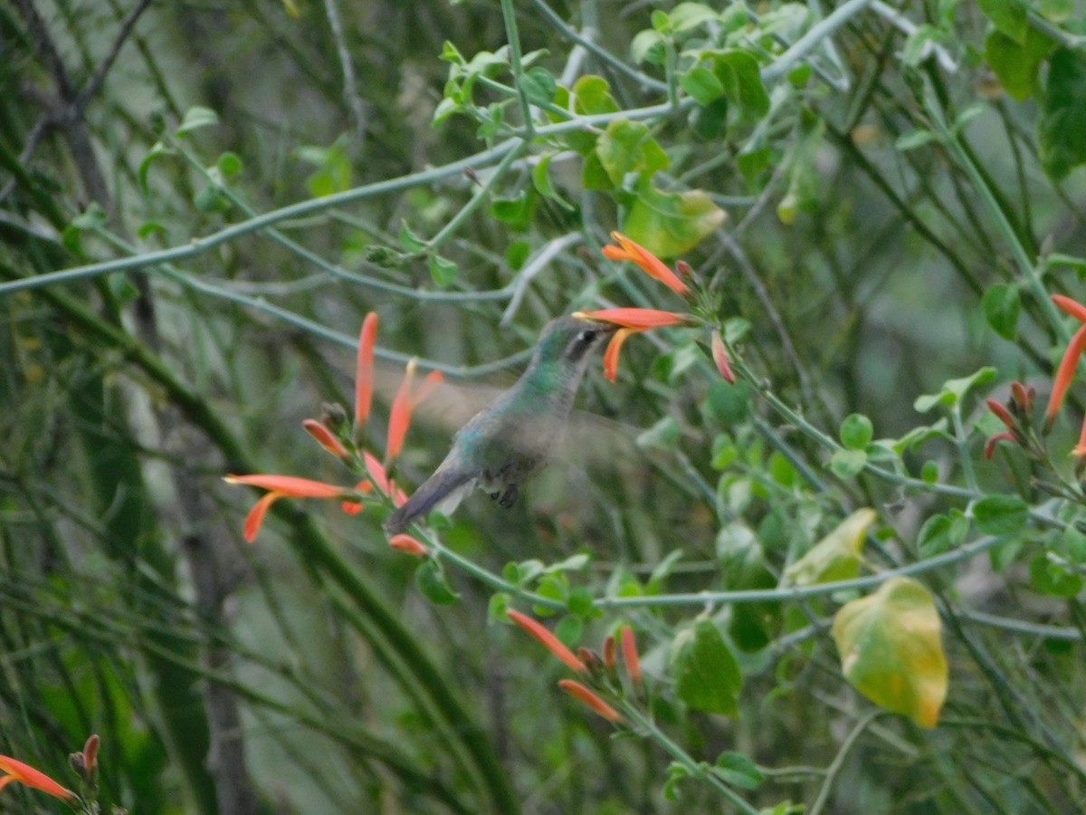 Broad-billed Hummingbird - Patrick Morgan