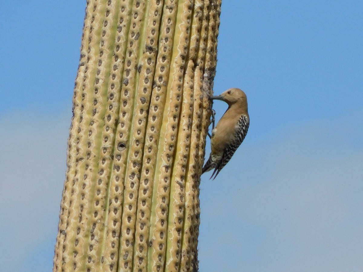 Pic des saguaros - ML616336177