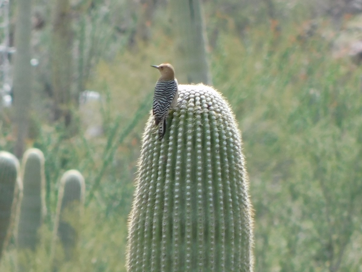 Pic des saguaros - ML616336178
