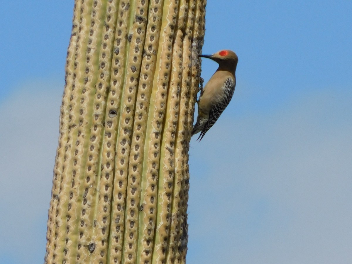 Pic des saguaros - ML616336179