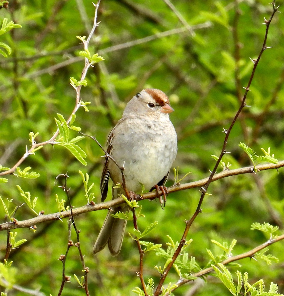 White-crowned Sparrow - ML616336253