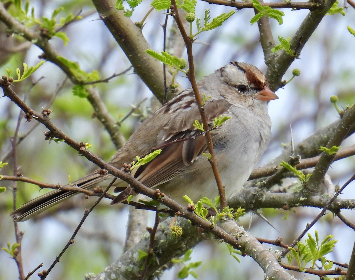 White-crowned Sparrow - ML616336255