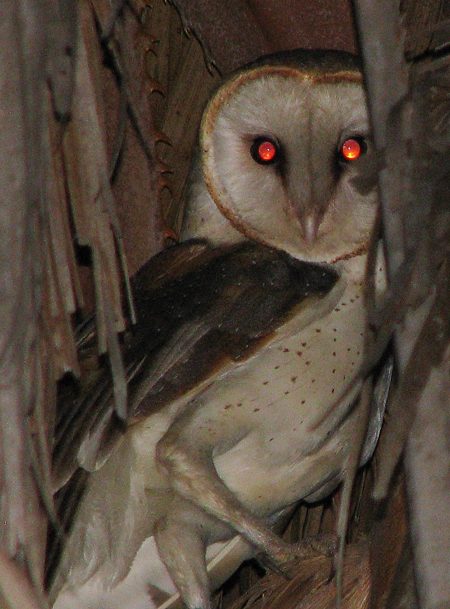 Barn Owl - Leon Gutierrez