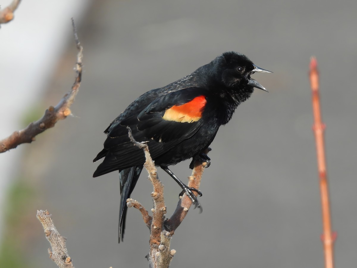 Red-winged Blackbird (Red-winged) - Zac Denning