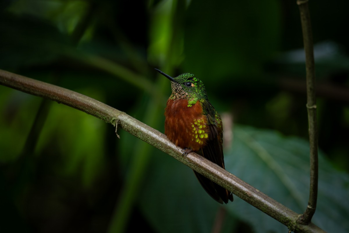 kolibřík peruánský - ML616336493