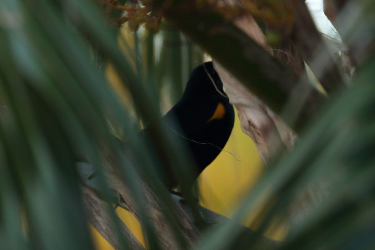 Yellow-shouldered Blackbird - ML616336495