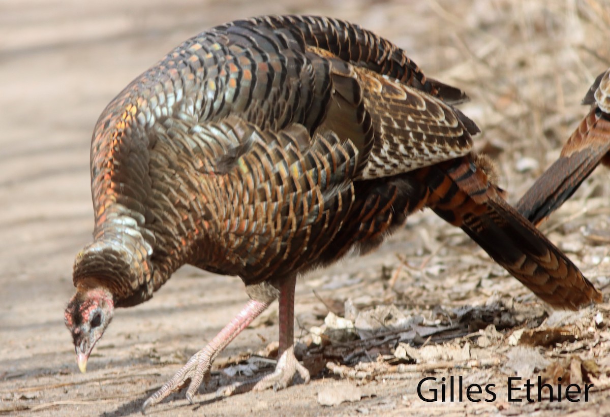 Wild Turkey - Gilles Ethier