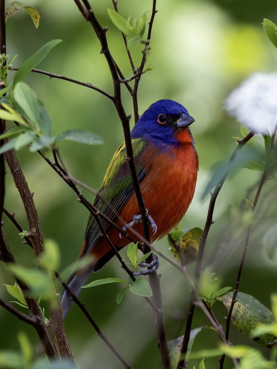 Painted Bunting - Lynette Spence