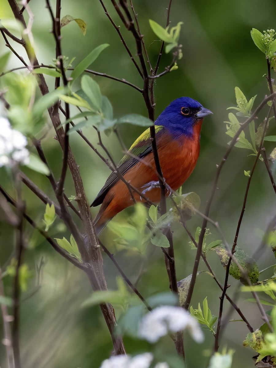 Painted Bunting - ML616336759
