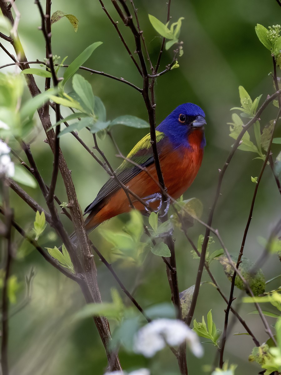 Painted Bunting - Lynette Spence