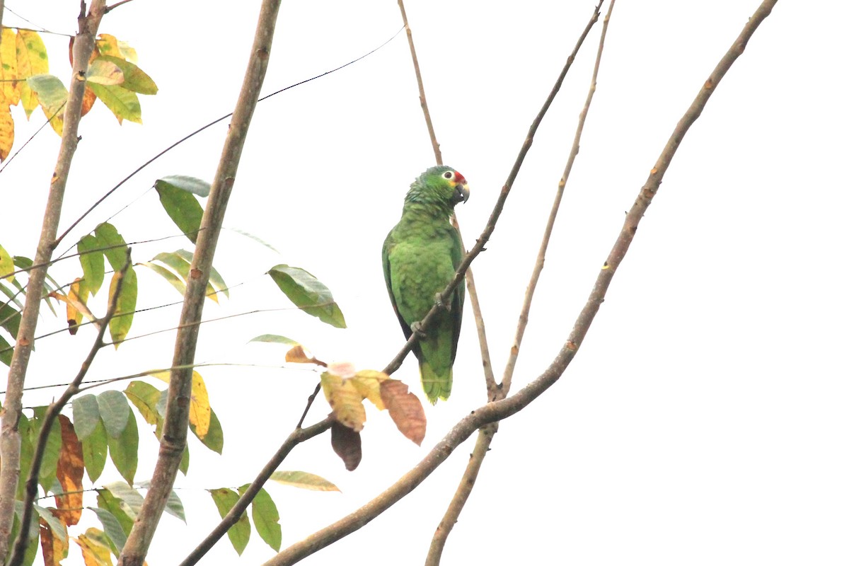 Red-lored Parrot - ML616336859