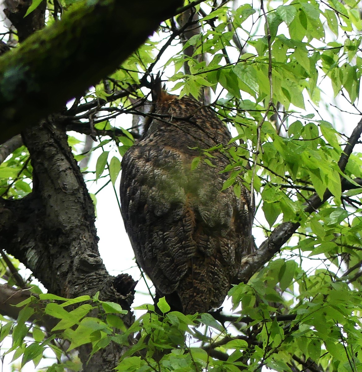 Great Horned Owl - ML616336882
