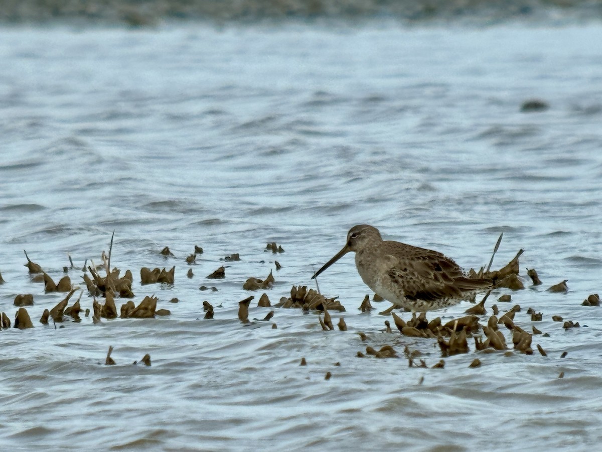 Long-billed Dowitcher - ML616336931