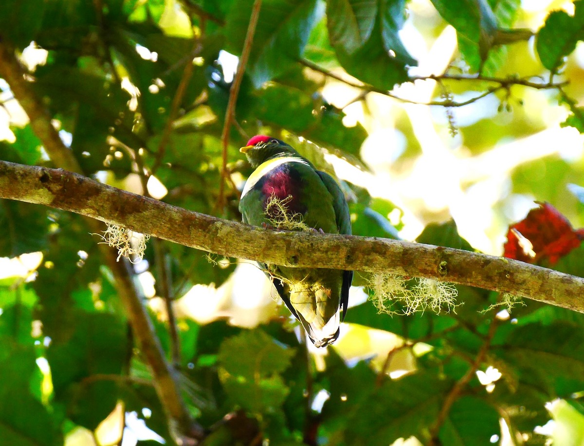 White-breasted Fruit-Dove - ML616336975
