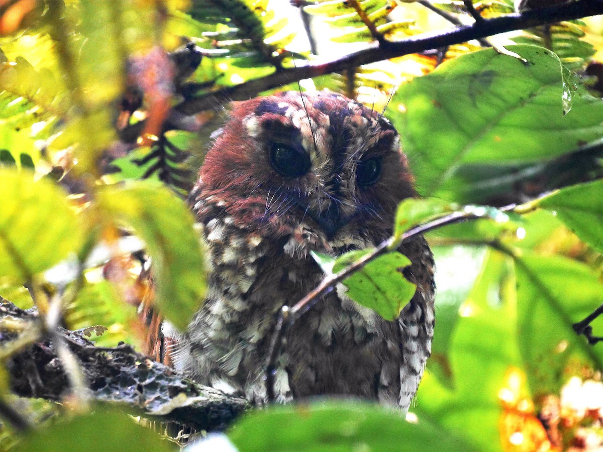 Mountain Owlet-nightjar - Brett Hartl
