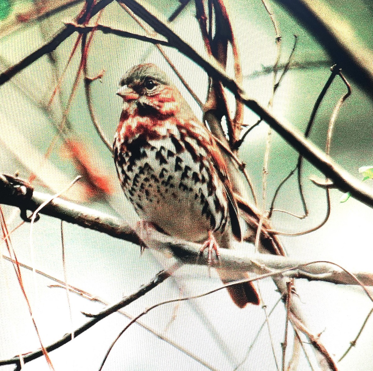 Fox Sparrow (Red) - ML616337018