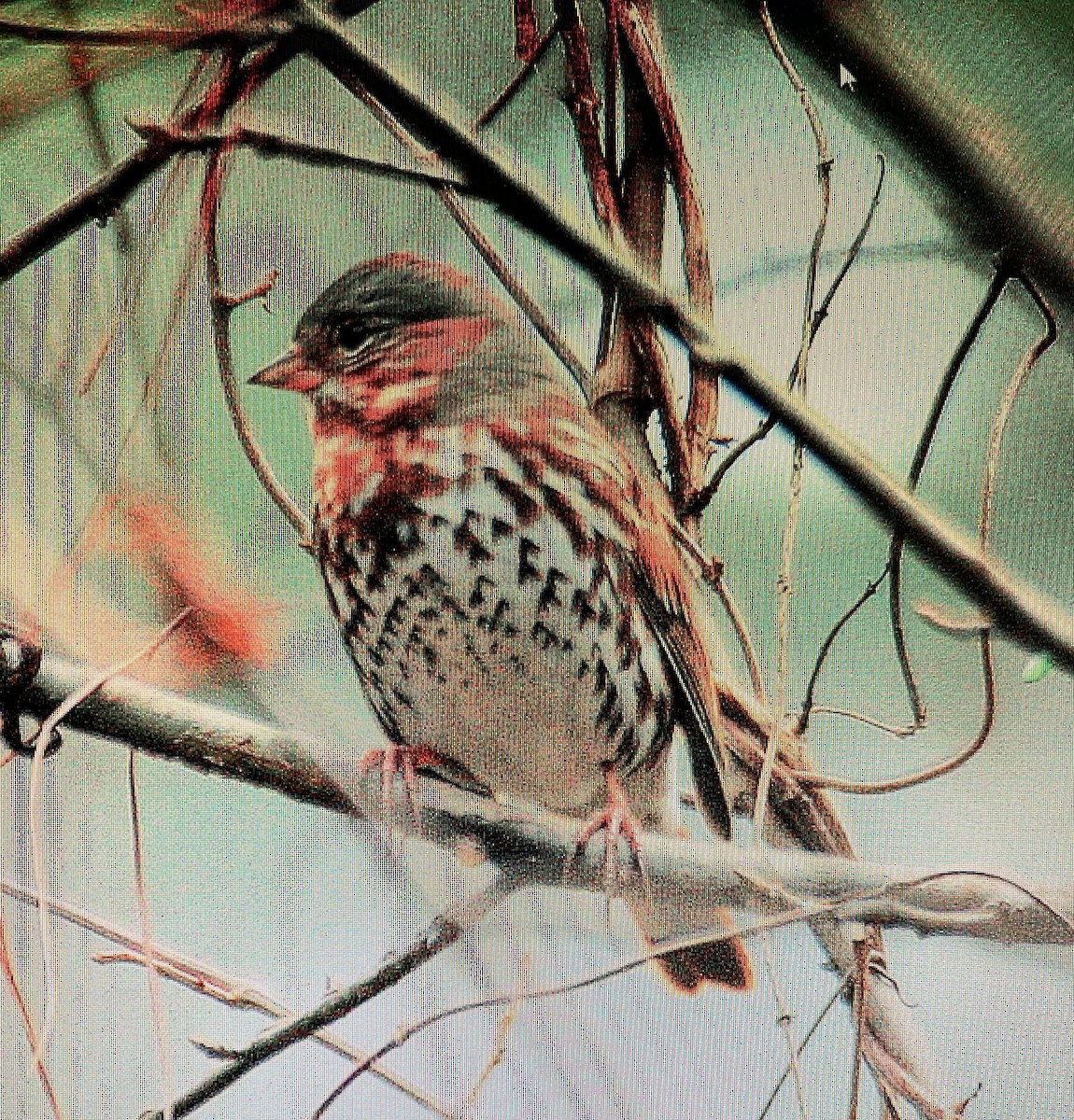 Fox Sparrow (Red) - ML616337123