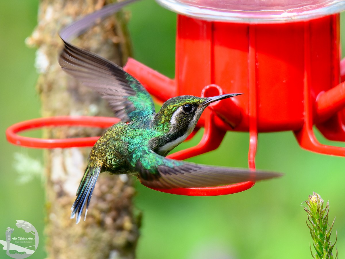 kolibřík klínozobý - ML616337172
